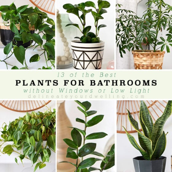 Plant Care - Delineate Your Dwelling