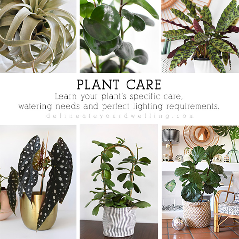 Plant Care - Delineate Your Dwelling