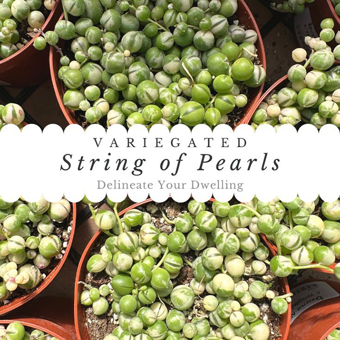variegated string of pearls ( Senecio rowleyanus Var. ) for Sale