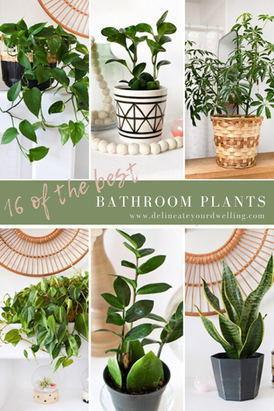 Best Plants for Bathrooms - Delineate Your Dwelling