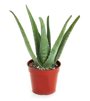 11 Hard to Kill Houseplants - Delineate Your Dwelling