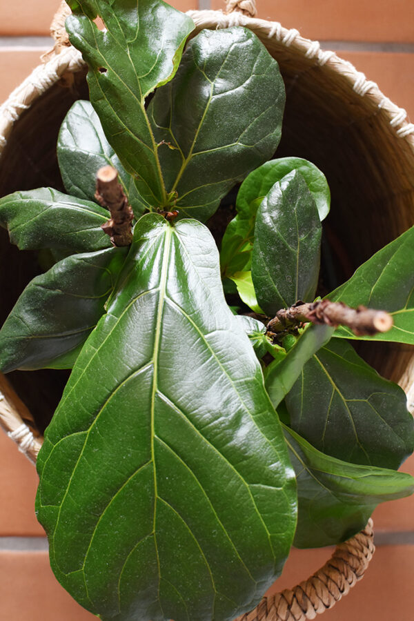 Cutting back Fiddle Leaf Figs - Delineate Your Dwelling