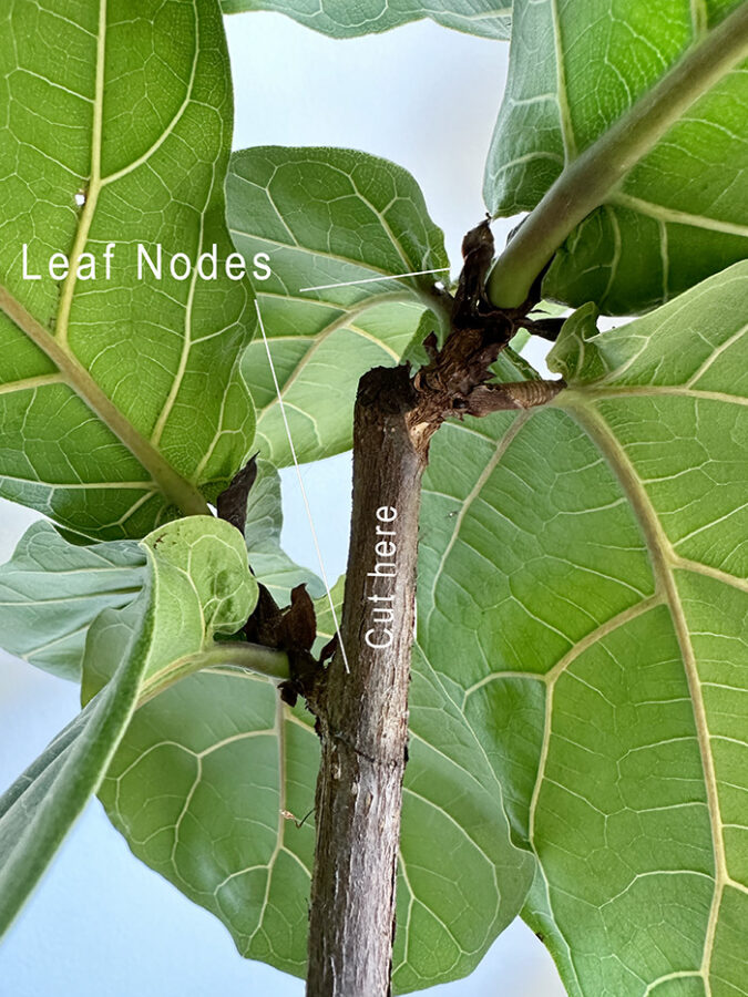 Cutting back Fiddle Leaf Figs - Delineate Your Dwelling