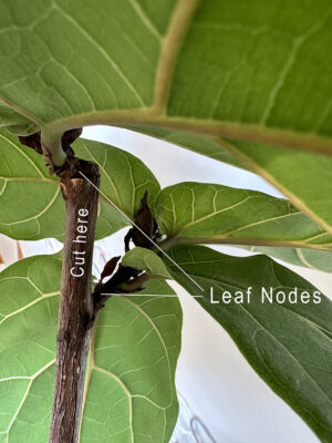 Cutting back Fiddle Leaf Figs - Delineate Your Dwelling