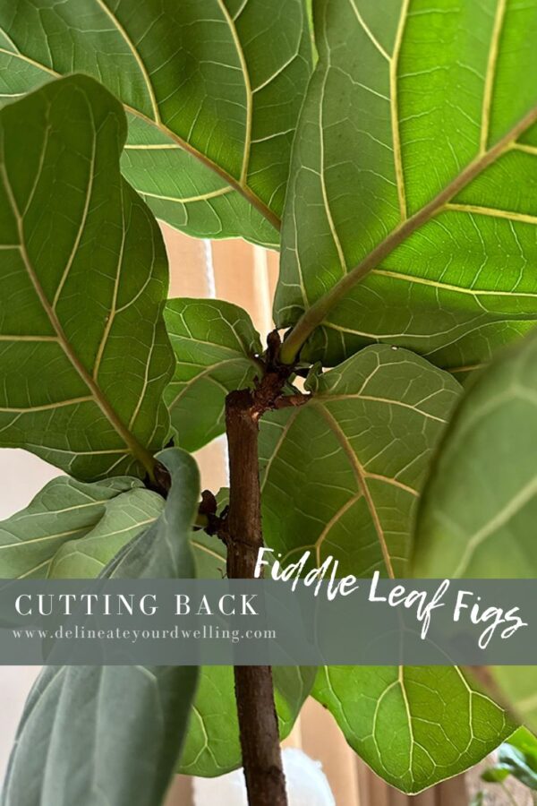 Cutting back Fiddle Leaf Figs - Delineate Your Dwelling