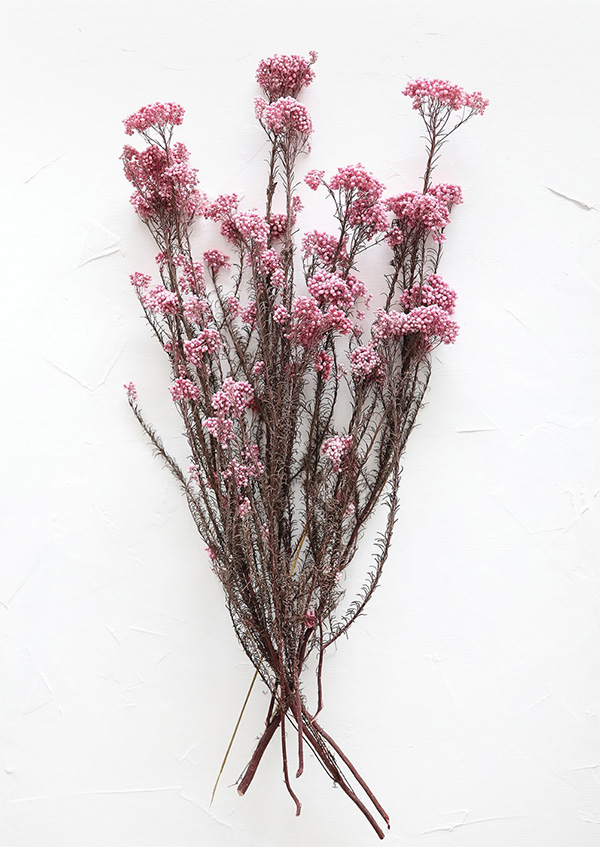 MY BOUQUETS - Dried Phalaris Grass Soft Pink, Dried Flowers, Dried Flo –  Floral Fêtes
