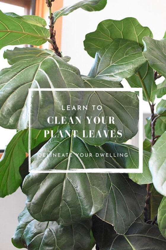 How To Clean Your Houseplants Delineate Your Dwelling 6340