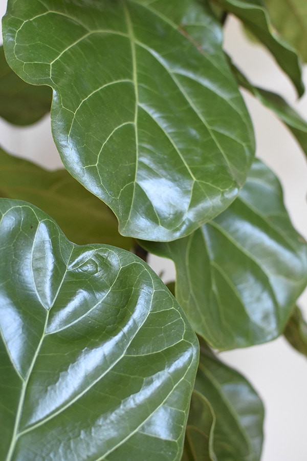 How To Clean Your Houseplants - Delineate Your Dwelling