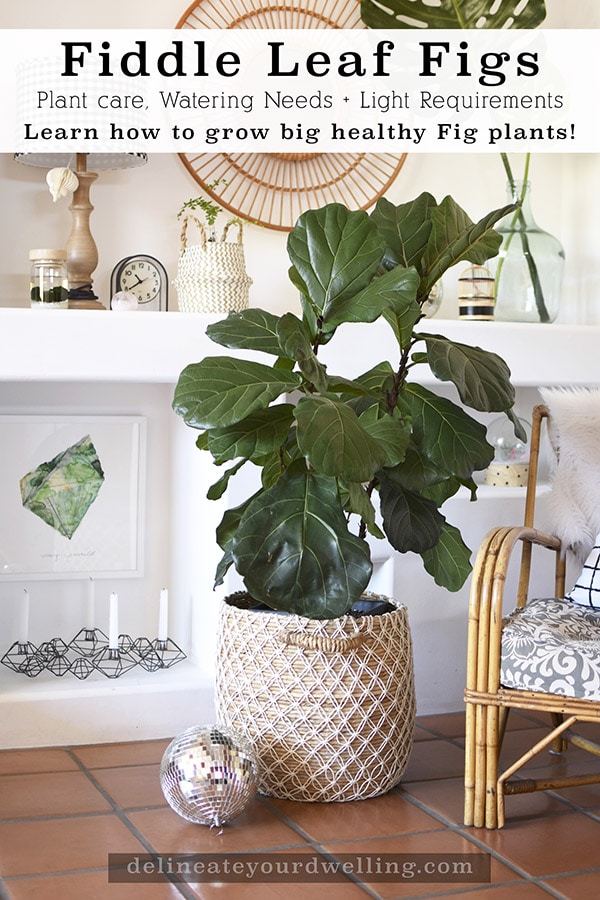 Fiddle Leaf Care + Tips - Delineate Your
