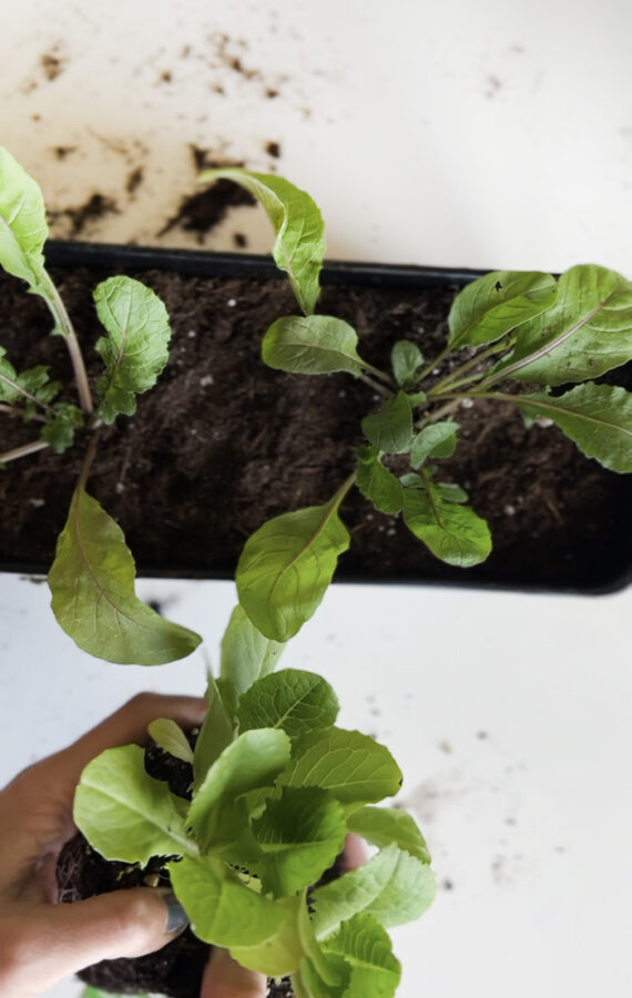 Growing an Indoor Salad - Delineate Your Dwelling