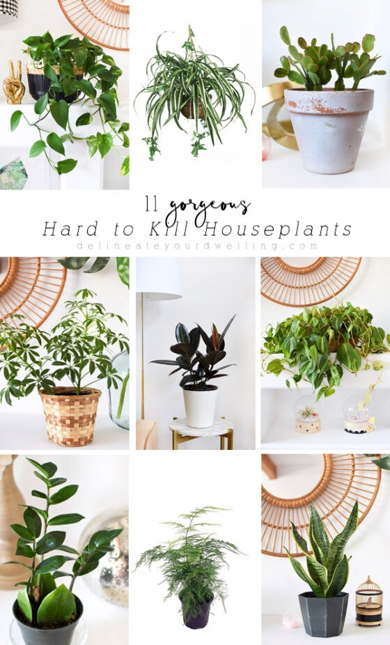 13 Hard to Kill Houseplants - Delineate Your Dwelling