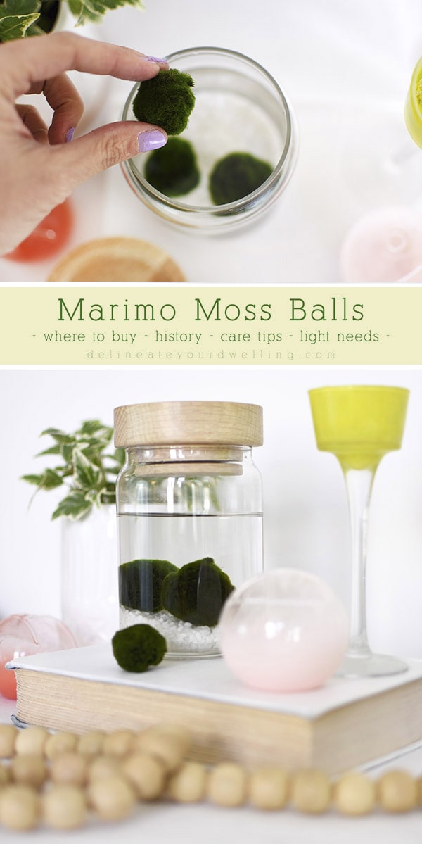 How to Clean an Aquatic Moss Ball: 9 Steps (with Pictures)
