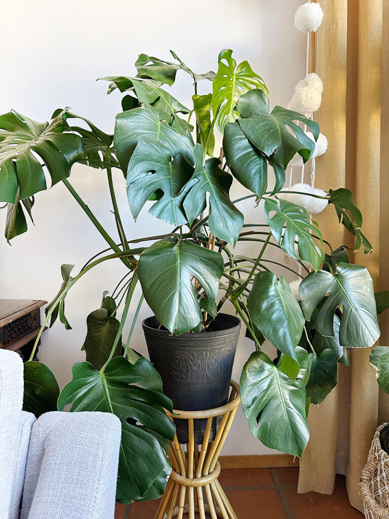 Monstera Plant Care - Delineate Your Dwelling