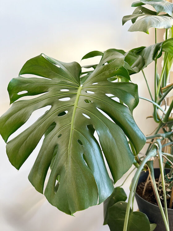 Monstera Plant Care - Delineate Your Dwelling