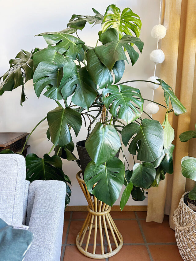 Monstera Plant Care - Delineate Your Dwelling