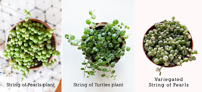 String of Pearls Care Guide, Tui