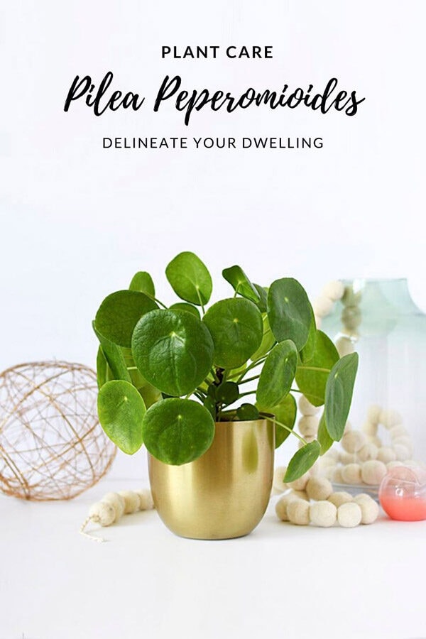 String of Pearl Plant Care Tips - Delineate Your Dwelling