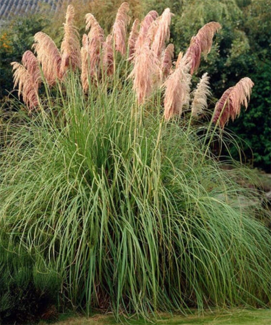 Best Places to Buy Pampas Grass Online - Delineate Your Dwelling