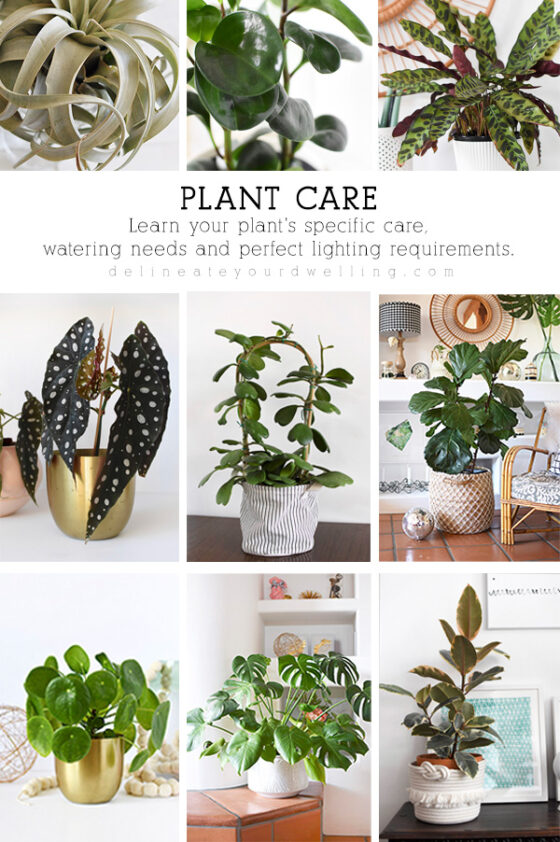 Plant Care - Delineate Your Dwelling