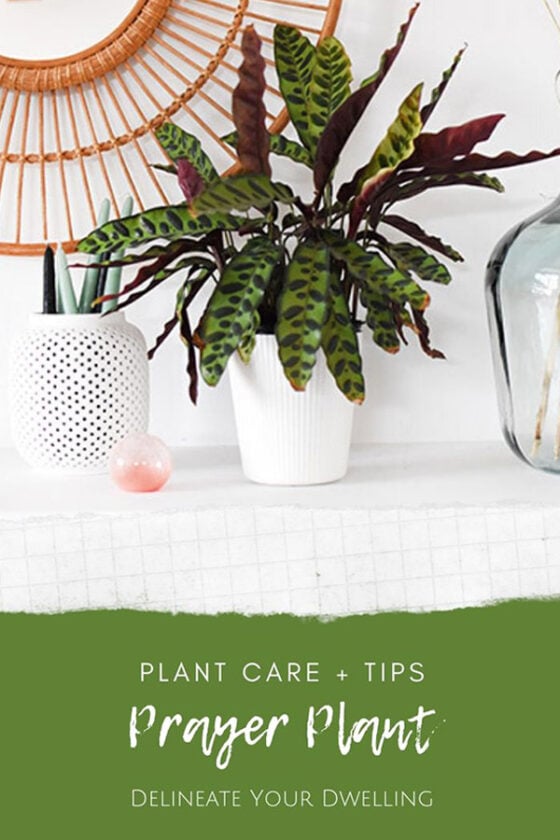 Prayer Plant Care + Tips - Delineate Your Dwelling