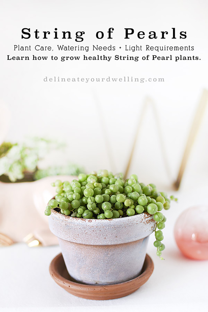 Why are my string of pearls turning white and shriveled? They get ample  direct sunlight and I drown them in water every 2 weeks 🥲. Also, they are  planted in a nursery