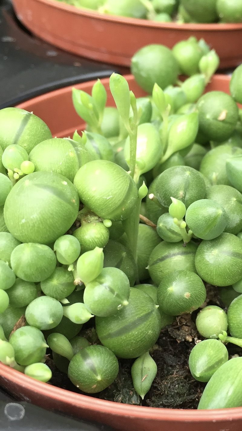 6 Top Tips on How to Grow a String of Pearls Plant (2023)