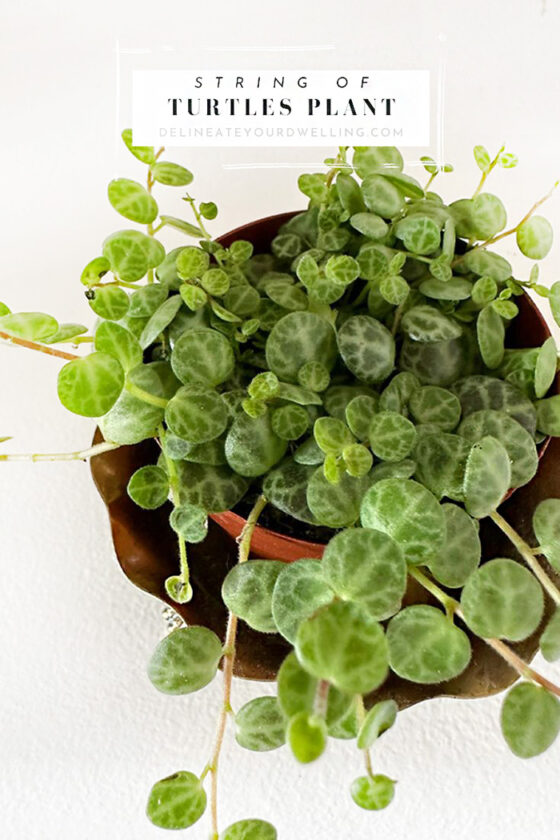 String of Turtles Plant Care - Delineate Your Dwelling