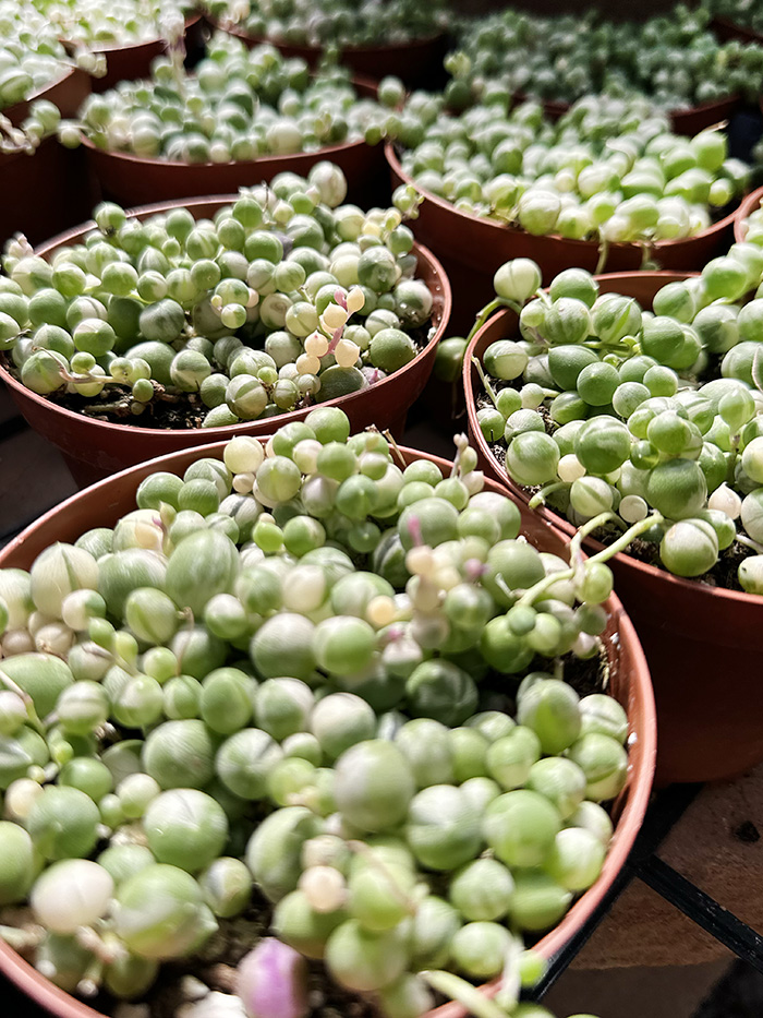 Variegated String of Pearls Plant Care - Delineate Your Dwelling