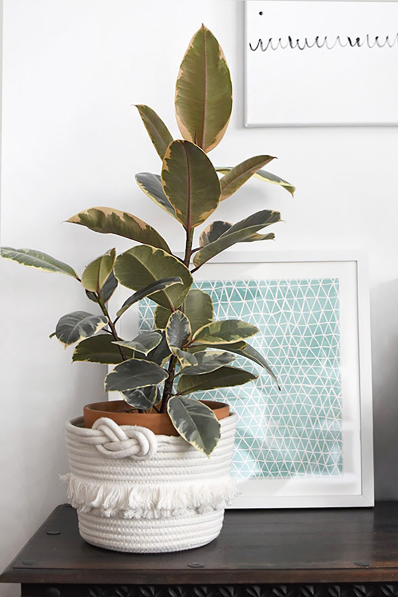 Variegated Ruby Rubber Tree plant care - Delineate Your Dwelling