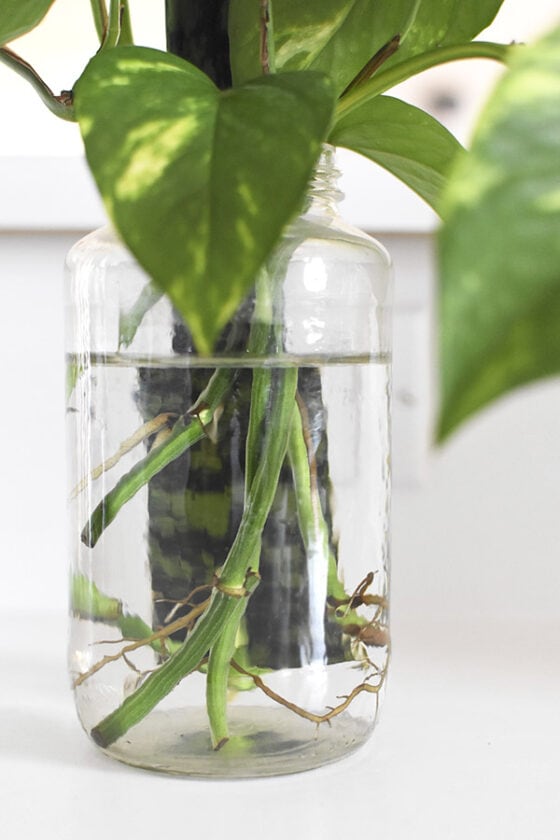 Water Propagation for Plants - Delineate Your Dwelling