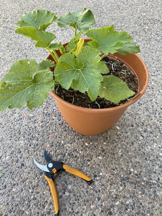 How to Grow Zucchini Plants in pots - Delineate Your Dwelling